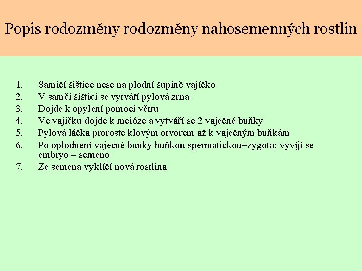 Popis rodozměny nahosemenných rostlin 1. 2. 3. 4. 5. 6. 7. Samičí šištice nese