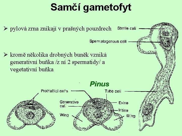Samčí gametofyt Ø pylová zrna znikají v prašných pouzdrech Ø kromě několika drobných buněk