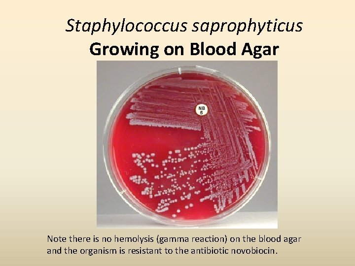 Staphylococcus saprophyticus Growing on Blood Agar Note there is no hemolysis (gamma reaction) on