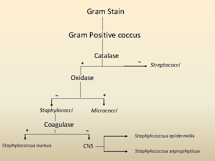 Gram Stain Gram Positive coccus Catalase + _ Streptococci Oxidase + _ + Staphylococci