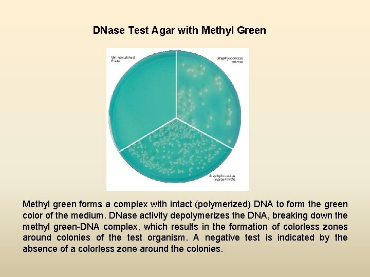 DNase Test Agar with Methyl Green Methyl green forms a complex with intact (polymerized)