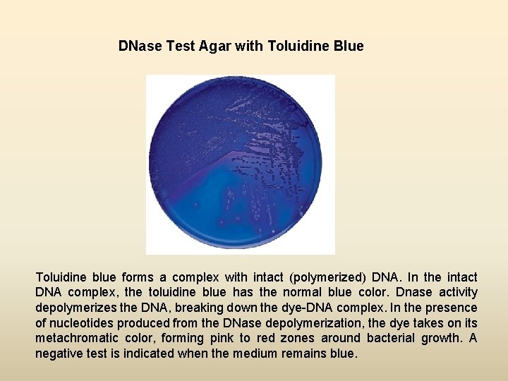 DNase Test Agar with Toluidine Blue Toluidine blue forms a complex with intact (polymerized)