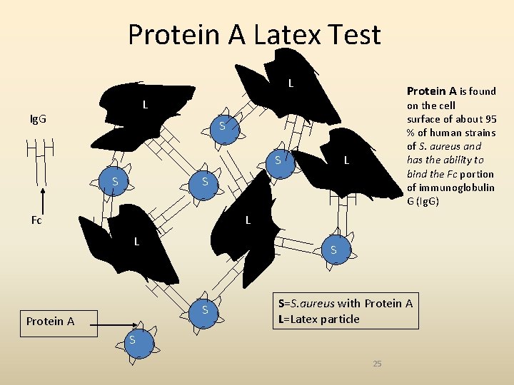 Protein A Latex Test L Protein A is found L Ig. G on the