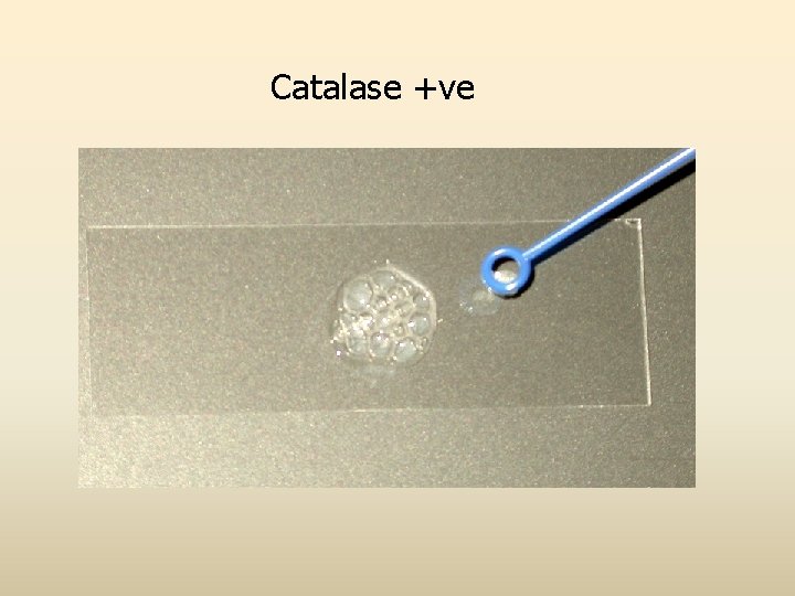 Catalase +ve 