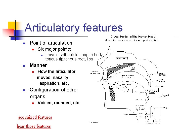 Articulatory features n Point of articulation n Six major points: n n Manner n