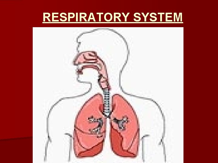 RESPIRATORY SYSTEM 