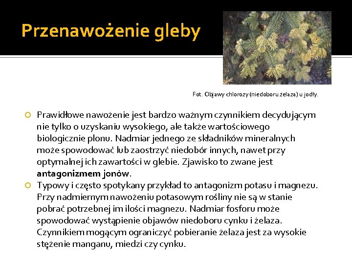 Przenawożenie gleby Fot. Objawy chlorozy (niedoboru żelaza) u jodły. Prawidłowe nawożenie jest bardzo ważnym