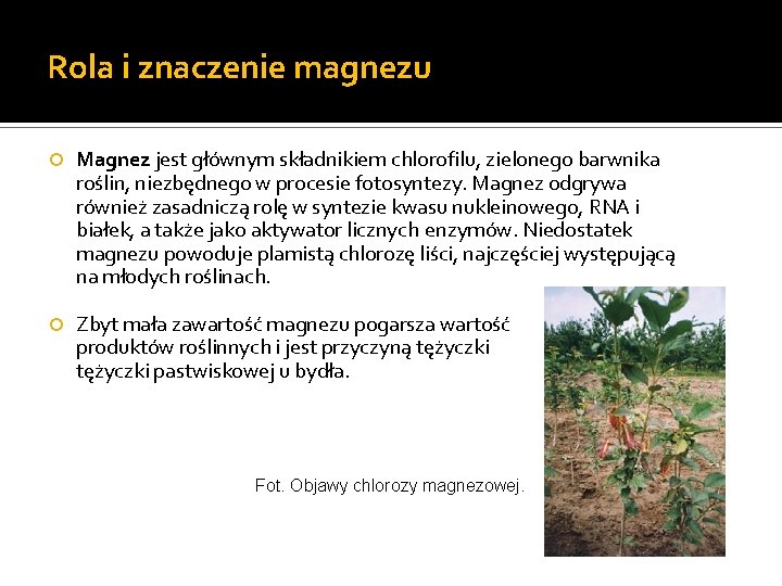 Rola i znaczenie magnezu Magnez jest głównym składnikiem chlorofilu, zielonego barwnika roślin, niezbędnego w