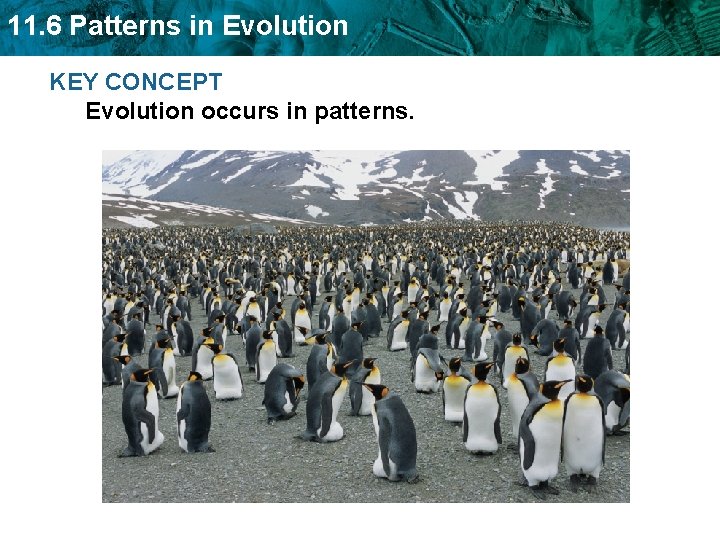 11. 6 Patterns in Evolution KEY CONCEPT Evolution occurs in patterns. 