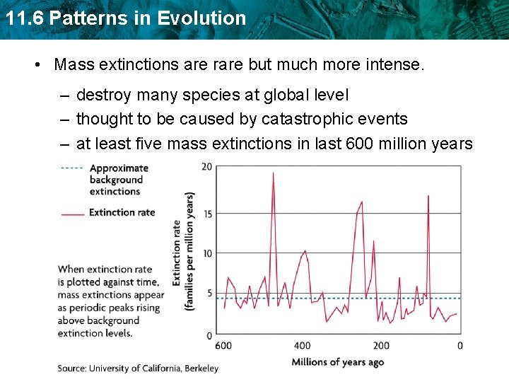 11. 6 Patterns in Evolution • Mass extinctions are rare but much more intense.