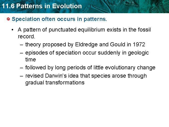 11. 6 Patterns in Evolution Speciation often occurs in patterns. • A pattern of