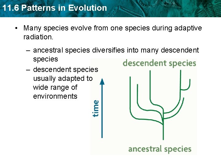 11. 6 Patterns in Evolution • Many species evolve from one species during adaptive