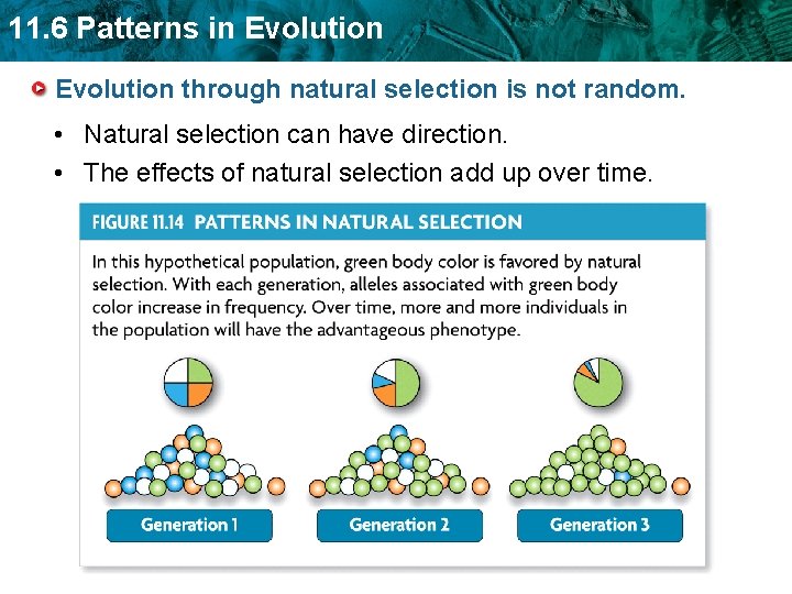 11. 6 Patterns in Evolution through natural selection is not random. • Natural selection