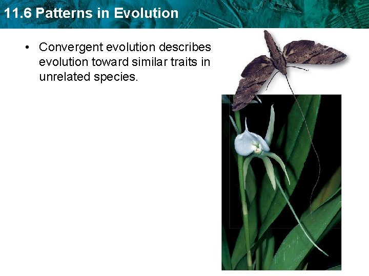 11. 6 Patterns in Evolution • Convergent evolution describes evolution toward similar traits in