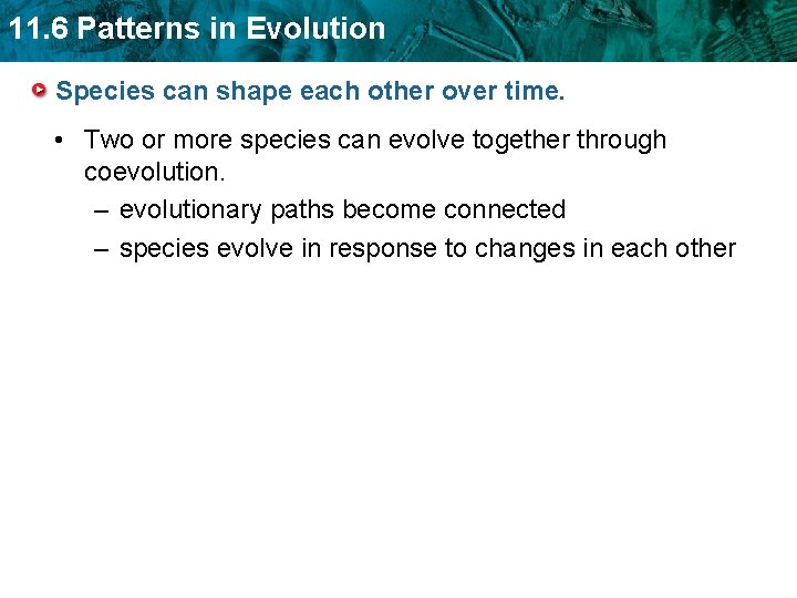 11. 6 Patterns in Evolution Species can shape each other over time. • Two