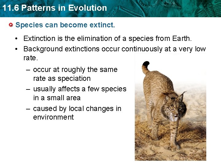 11. 6 Patterns in Evolution Species can become extinct. • Extinction is the elimination