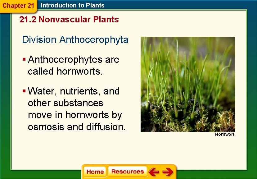 Chapter 21 Introduction to Plants 21. 2 Nonvascular Plants Division Anthocerophyta § Anthocerophytes are