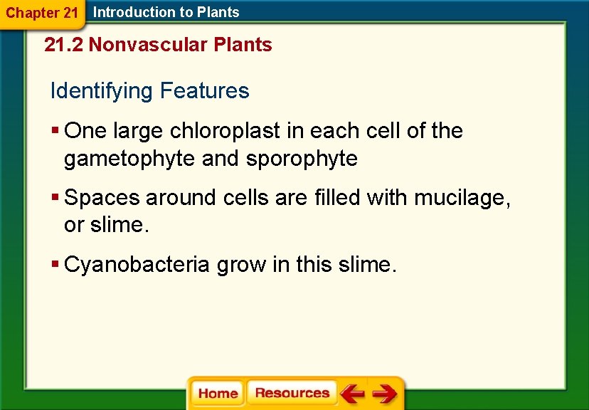 Chapter 21 Introduction to Plants 21. 2 Nonvascular Plants Identifying Features § One large
