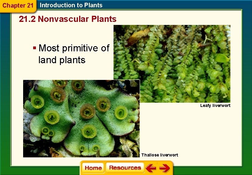 Chapter 21 Introduction to Plants 21. 2 Nonvascular Plants § Most primitive of land
