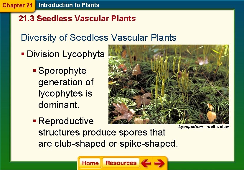 Chapter 21 Introduction to Plants 21. 3 Seedless Vascular Plants Diversity of Seedless Vascular