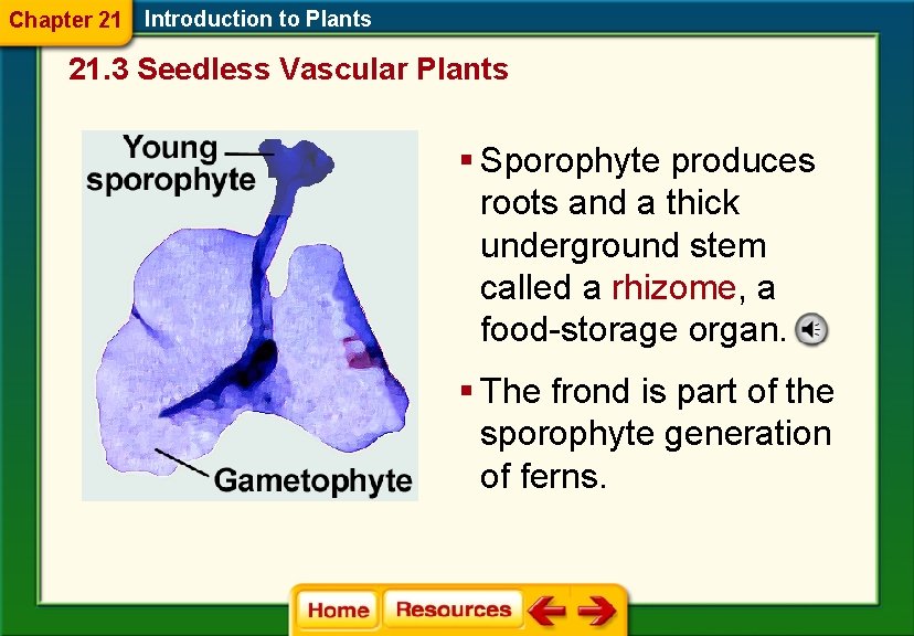 Chapter 21 Introduction to Plants 21. 3 Seedless Vascular Plants § Sporophyte produces roots