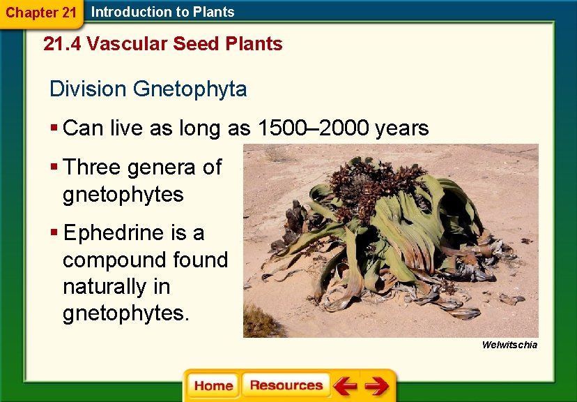 Chapter 21 Introduction to Plants 21. 4 Vascular Seed Plants Division Gnetophyta § Can