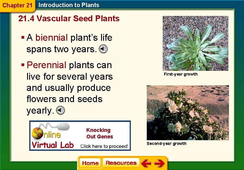 Chapter 21 Introduction to Plants 21. 4 Vascular Seed Plants § A biennial plant’s