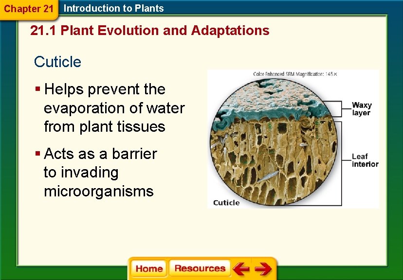 Chapter 21 Introduction to Plants 21. 1 Plant Evolution and Adaptations Cuticle § Helps