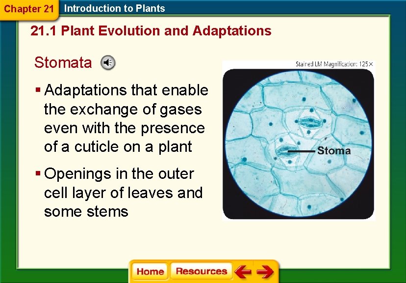 Chapter 21 Introduction to Plants 21. 1 Plant Evolution and Adaptations Stomata § Adaptations