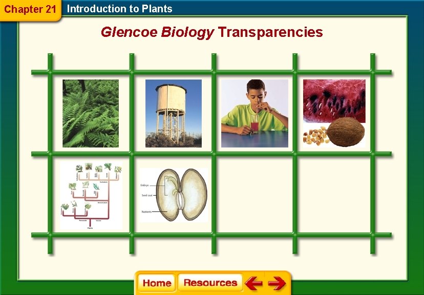 Chapter 21 Introduction to Plants Glencoe Biology Transparencies 