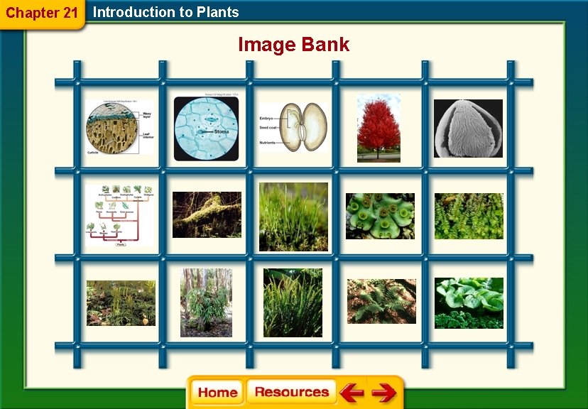 Chapter 21 Introduction to Plants Image Bank 