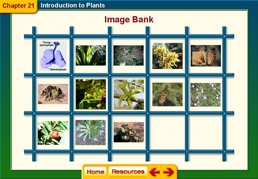 Chapter 21 Introduction to Plants Image Bank 