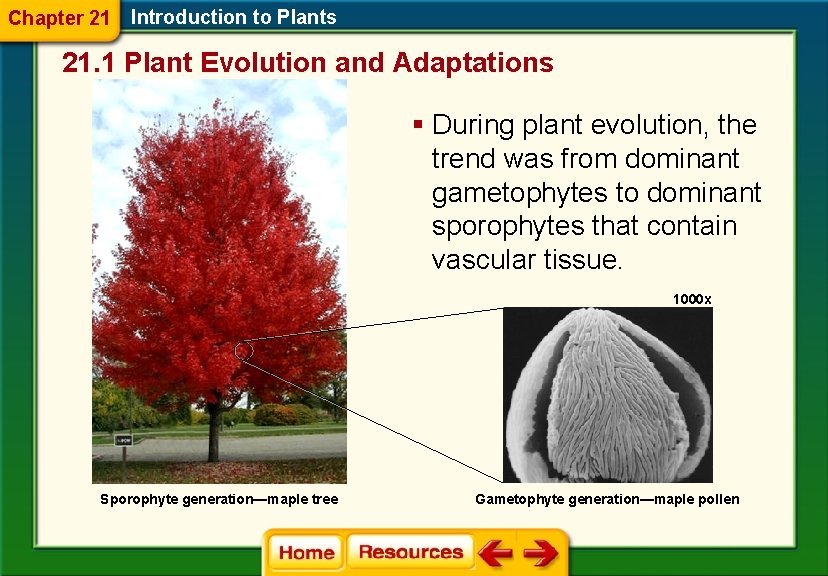 Chapter 21 Introduction to Plants 21. 1 Plant Evolution and Adaptations § During plant