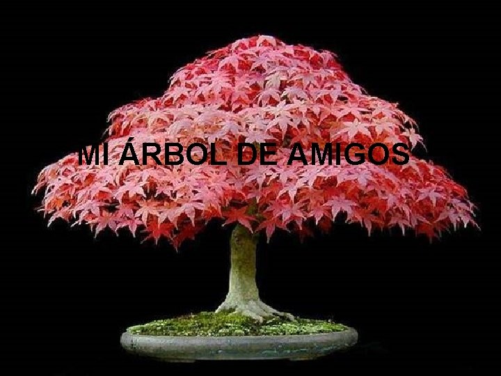 MI ÁRBOL DE AMIGOS 