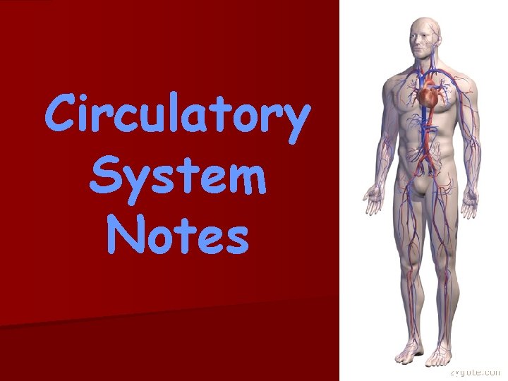 Circulatory System Notes 