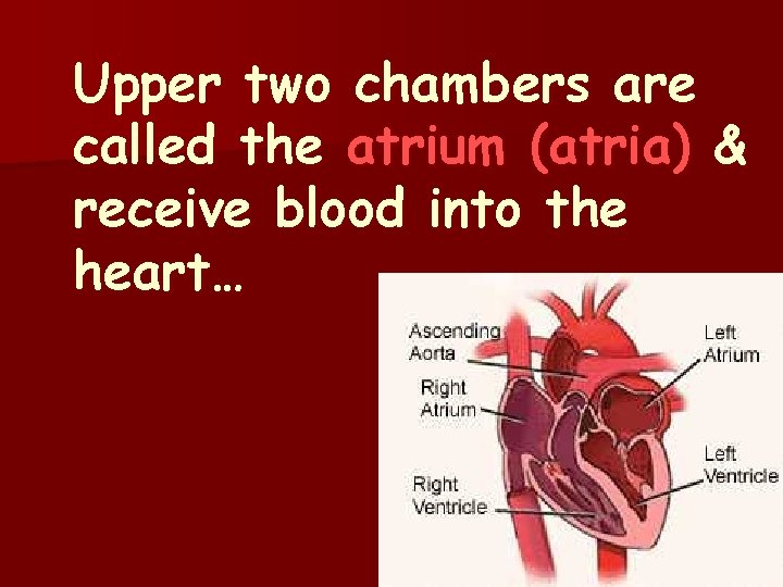 Upper two chambers are called the atrium (atria) & receive blood into the heart…