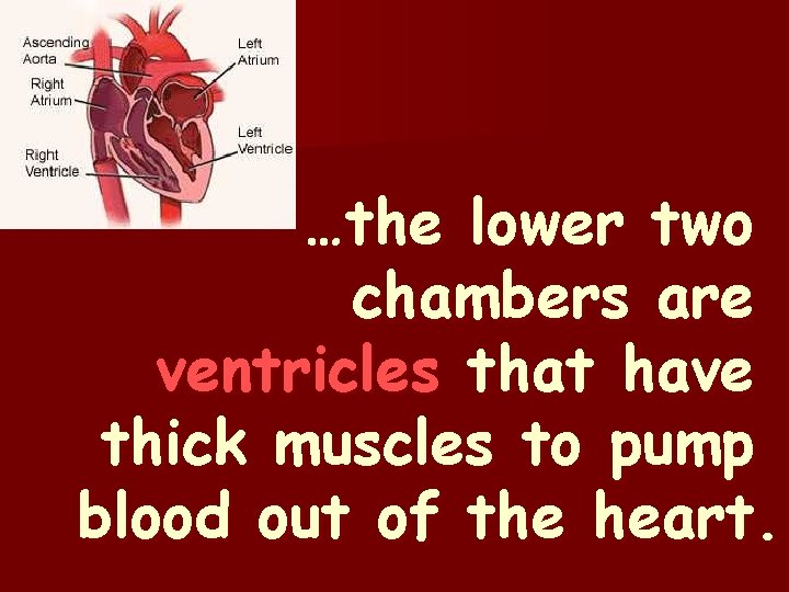 …the lower two chambers are ventricles that have thick muscles to pump blood out