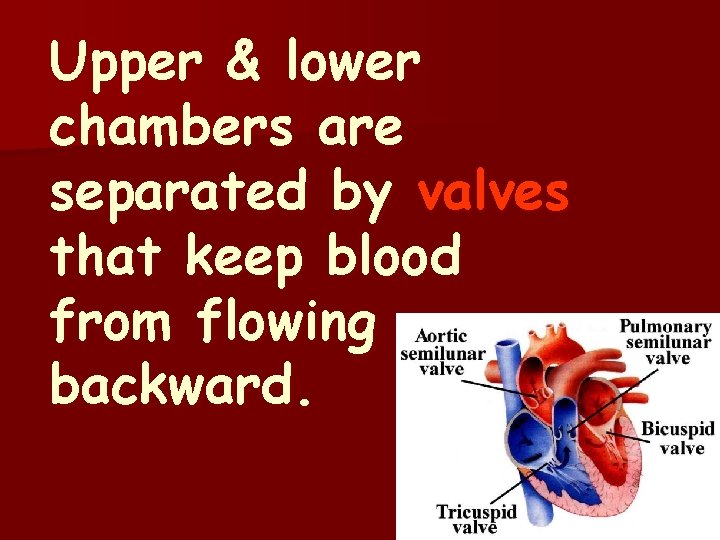 Upper & lower chambers are separated by valves that keep blood from flowing backward.