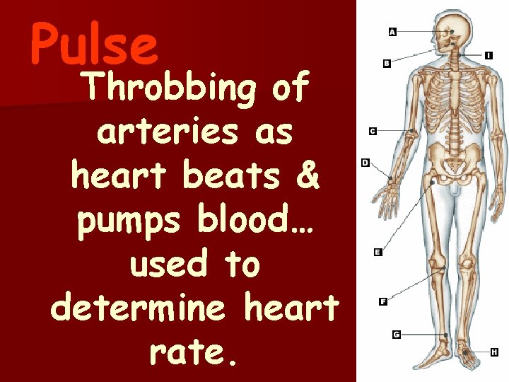 Pulse Throbbing of arteries as heart beats & pumps blood… used to determine heart