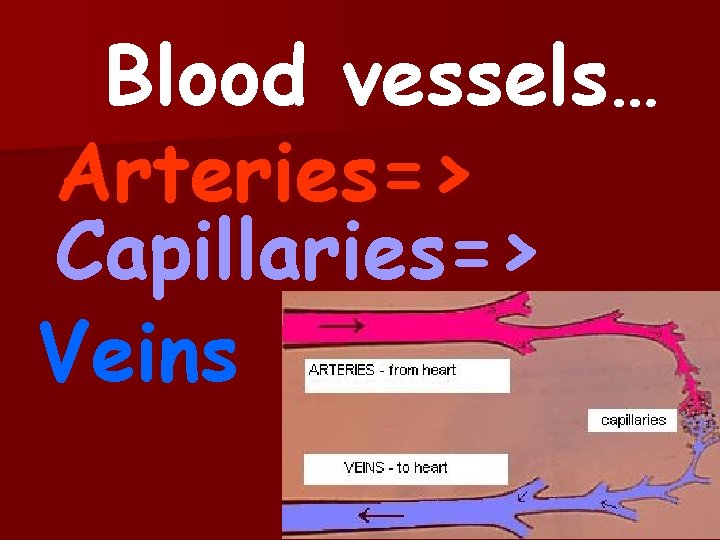 Blood vessels… Arteries=> Capillaries=> Veins 