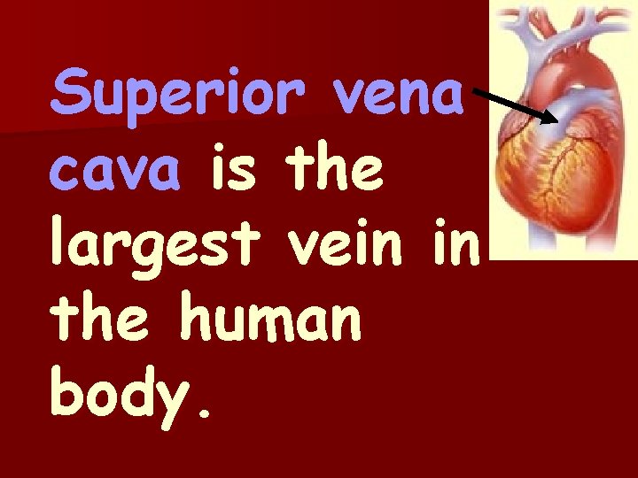 Superior vena cava is the largest vein in the human body. 