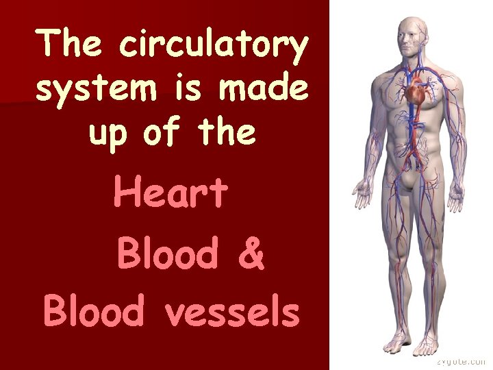 The circulatory system is made up of the Heart Blood & Blood vessels 