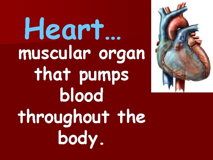 Heart… muscular organ that pumps blood throughout the body. 