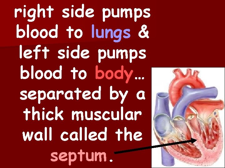 right side pumps blood to lungs & left side pumps blood to body… separated