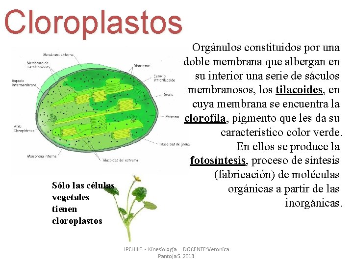 Cloroplastos Sólo las células vegetales tienen cloroplastos Orgánulos constituidos por una doble membrana que Cloroplastos Sólo las células vegetales tienen cloroplastos Orgánulos constituidos por una doble membrana que