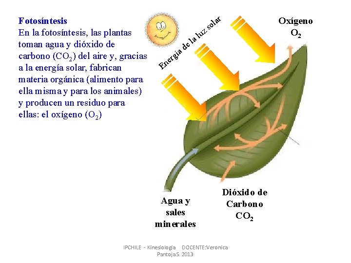 Fotosíntesis En la fotosíntesis, las plantas toman agua y dióxido de carbono (CO 2) Fotosíntesis En la fotosíntesis, las plantas toman agua y dióxido de carbono (CO 2)