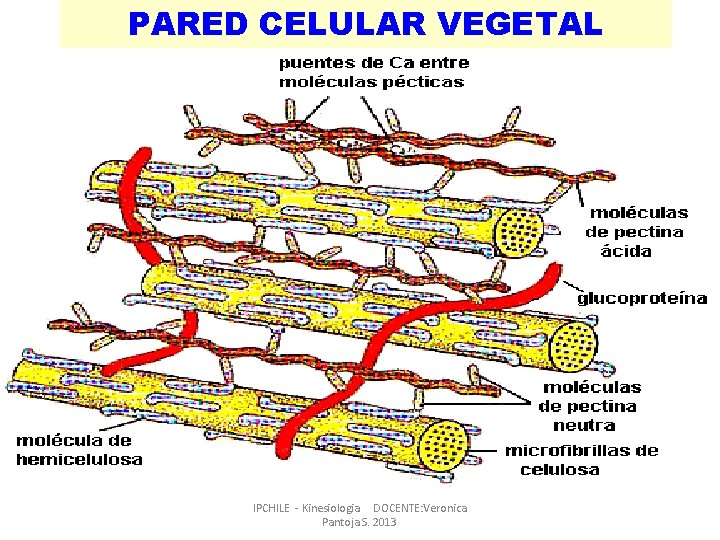 PARED CELULAR VEGETAL IPCHILE - Kinesiologia DOCENTE: Veronica Pantoja S. 2013 PARED CELULAR VEGETAL IPCHILE - Kinesiologia DOCENTE: Veronica Pantoja S. 2013