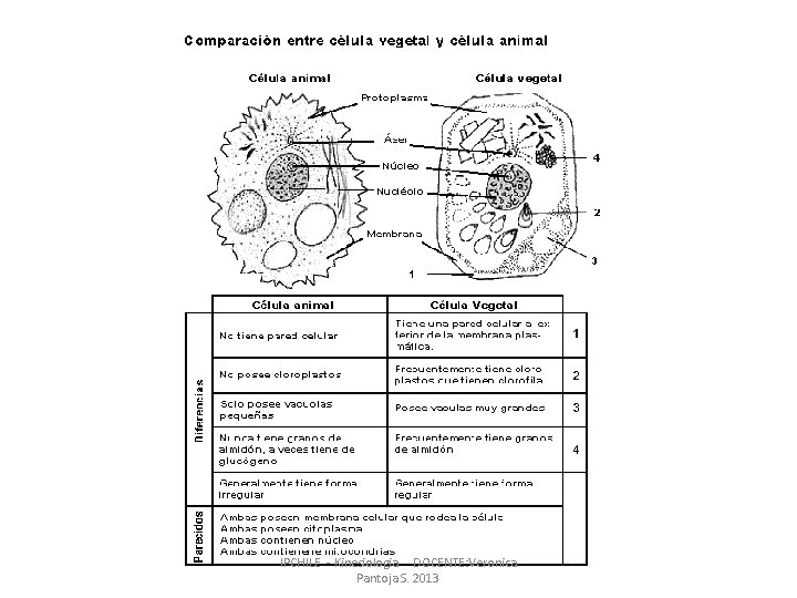 IPCHILE - Kinesiologia DOCENTE: Veronica Pantoja S. 2013 IPCHILE - Kinesiologia DOCENTE: Veronica Pantoja S. 2013
