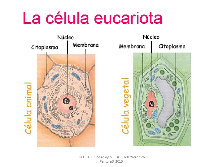 La célula eucariota IPCHILE - Kinesiologia DOCENTE: Veronica Pantoja S. 2013 La célula eucariota IPCHILE - Kinesiologia DOCENTE: Veronica Pantoja S. 2013
