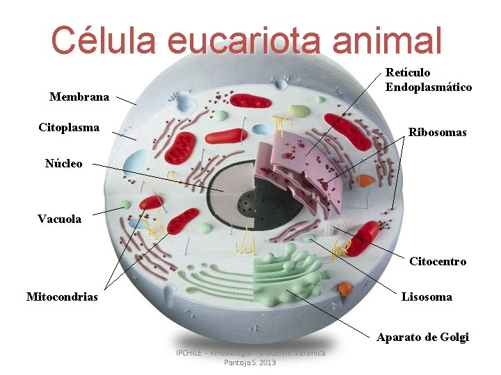 Célula eucariota animal Retículo Endoplasmático Membrana Citoplasma Ribosomas Núcleo Vacuola Citocentro Mitocondrias Lisosoma Aparato Célula eucariota animal Retículo Endoplasmático Membrana Citoplasma Ribosomas Núcleo Vacuola Citocentro Mitocondrias Lisosoma Aparato